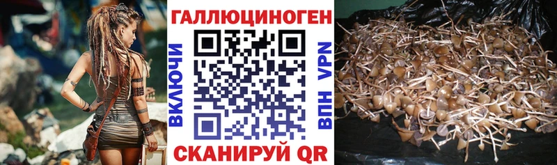 дарнет шоп  Фёдоровский  Галлюциногенные грибы прущие грибы 